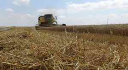 Çukurova`da Buğday Hasadı Erken Ama Buruk Başladı