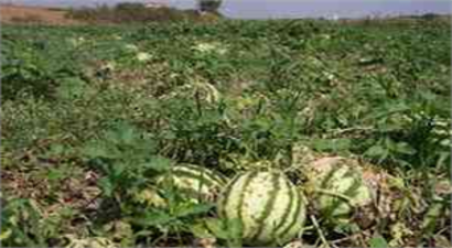 Karpuzda Çifte Hayal Kırıklığı