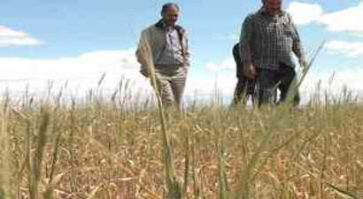 Kuraklık Toprak Verimini Düşürdü