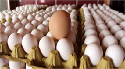 Zonguldak`taki Yumurta, Tam 146 Gram!