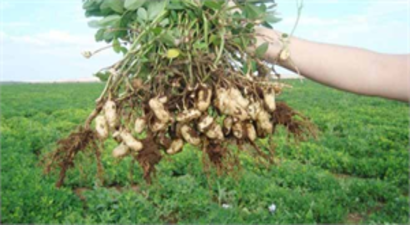 Adana`da Yer Fıstığı Hasadı Başladı