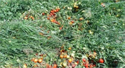 Amasya`da Dolu, Tarım Arazilerine Zarar Verdi