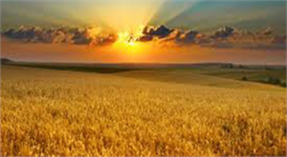 Nadas Alanları `Aspir`le Daraltılıyor