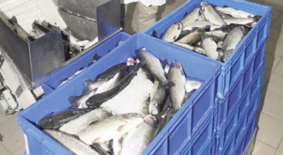 Avrupa`da Satılan 3 Balıktan Biri Türkiye`den İhraç Ediliyor