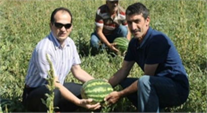 Bayburt`ta Kavun, Karpuz Hasadı Yüz Güldürüyor