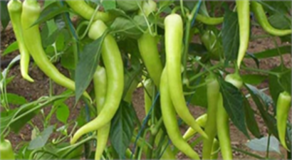 Biber, Üreticisini Üzdü