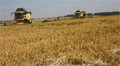 Edirne`de Çeltik Hasadı Başladı