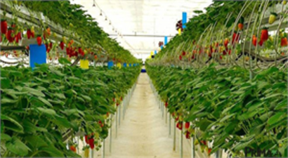 Topraksız Tarımla Gelirlerini 8`e Katladılar