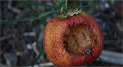 Sağanak Yağış Karacabey Ovası`nda 170 Bin Ton Domatesi Çürüttü