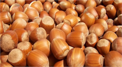 Fındık `altın` yılını yaşıyor