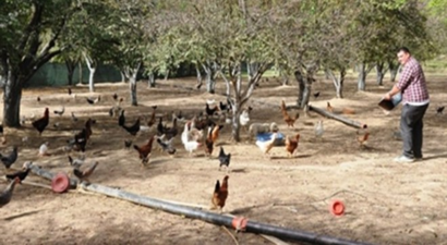 Genç Mühendis Ödemiş`te Doğal Tavuk Üretiyor