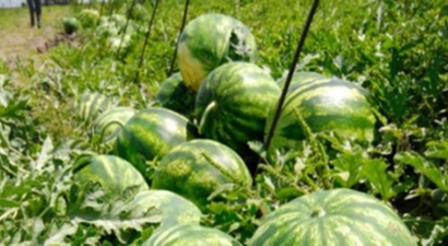 Güz Karpuzu Sezonu 50 Kuruştan Kapattı