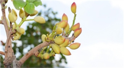 Hizan`da Yetişen Fıstık Bölgenin Kaderini Değiştirecek