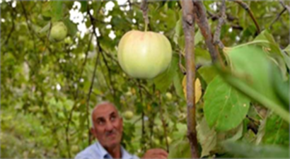 Kars`ta Organik Elma Hasadına Başlandı