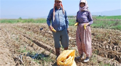 Aydın`da mısır hasadı başladı