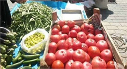 Orhaneli`nde Osmanlı Domatesine Büyük İlgi