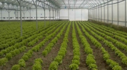 Pasinler`de Çin Serası Kuruldu