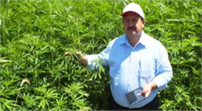 Samsun`da İzinli Kenevir Üretimi Yapılıyor