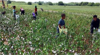 Söke`de Pamuk Toplama Fiyatlarını Açıkladı