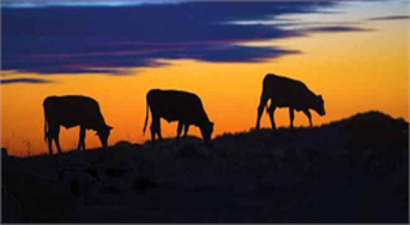 Tarımda İthal Ürüne İhtiyaç Yok