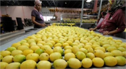 Yatak Limonu`nu Hatalı Gübreleme Çürütüyor