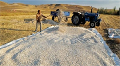 Yozgat`ta Ayçiçek Hasadı Tamamlandı