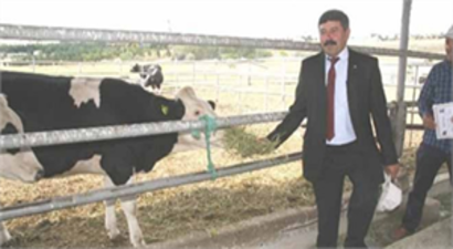 Yozgat`ta Çiftçiye Damızlık Düve Dağıtıldı