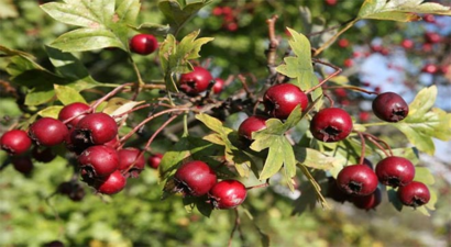 Alıç` İçin 20 Kilometre Yürüdüler