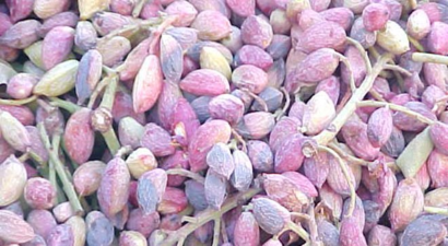 Antep Fıstığında Don ve Kuraklık Hasadı Etkiledi