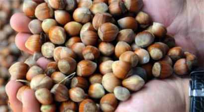 Dünya, Ucuz Gürcü Fındığına Yöneldi