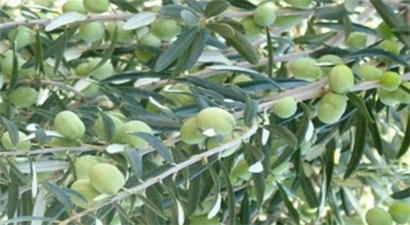 Edincik`te Zeytin Alım Kampanyası Başladı