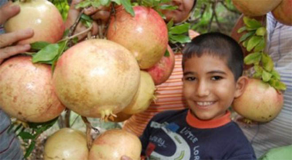 Üretici Dertli: Narda %50 Kaybımız Var