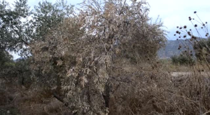 Aydın`lı Çiftçilerin Atık İsyanı