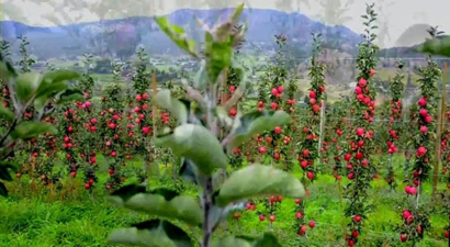 Bafra`da Bodur Meyve Yetiştiriciliği