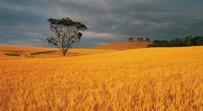 Düşen buğday rekoltesine Rusya dopingi