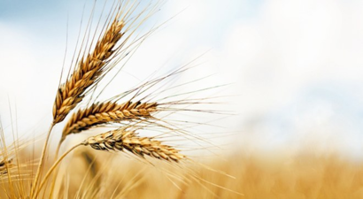 Buğday stoğu 5 yılın en yüksek düzeyine ulaşacak