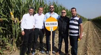 Burhaniye`de Silajlık Mısırın Hasadına Başlandı