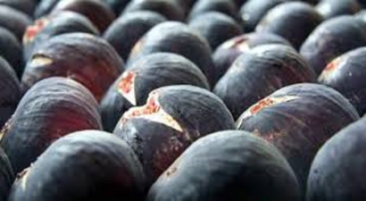 Bursa`nın `Siyah İnciri` Mercek Altında