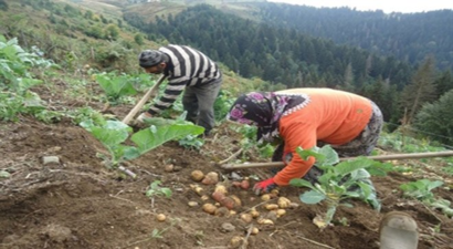 Çambaşı Yaylasında Patates Hasadı Başladı