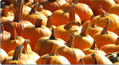 Nevşehir`de Çerezlik Kabak Üretimi Artıyor