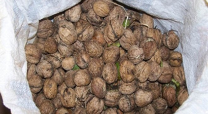 Cevizde Rekolte Düştü, Fiyatlar Yükseldi