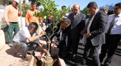 Çukurova`da Turunç Dikimine Başlandı