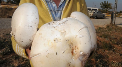 Denizli`de 3.8 Kilogram Ağırlığında Mantar Bulundu