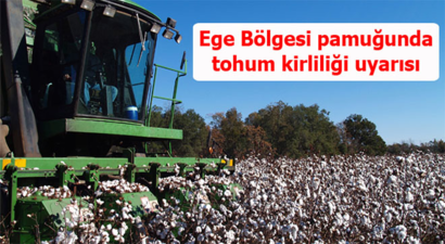 Ege Bölgesi pamuğunda tohum kirliliği uyarısı