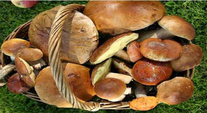 Epçin Mantarı Demircili Çiftçilerin Geçim Kaynağı Oldu