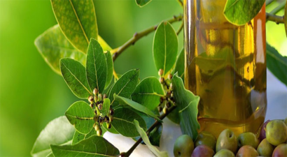 Erken Hasat Zeytinyağı Fiyatı Artırdı