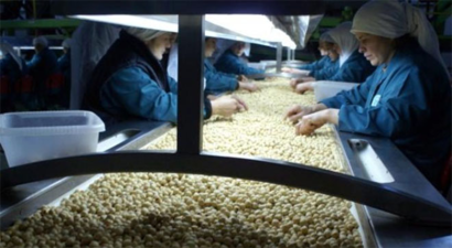 Fındık Rekoltesi Az Olunca Kabuk Fiyatı da Arttı