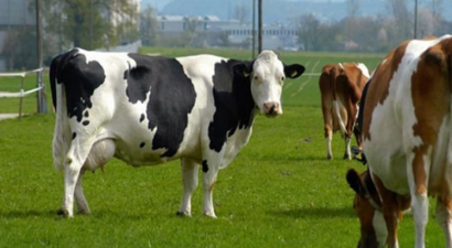 Almanya`da Hamile İneklerin Kesilmesine Tepki