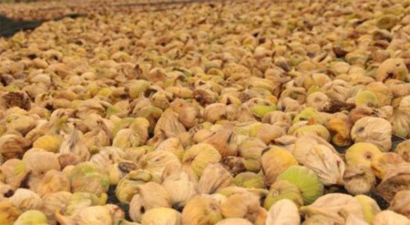 İncirde Üretici Değil Aracı Kazanıyor