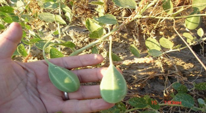 Yozgat`tan Avrupa Ülkelerine ve ABD`ye Kapari İhracatı